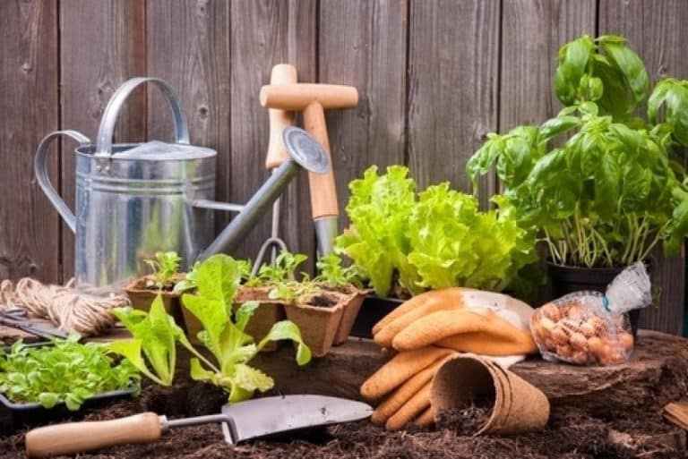 jardin